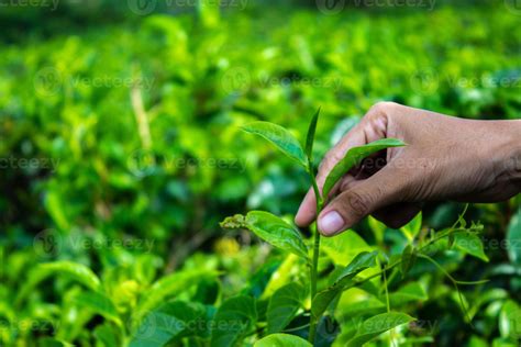 une main tenant un tige de thé sur une plantation